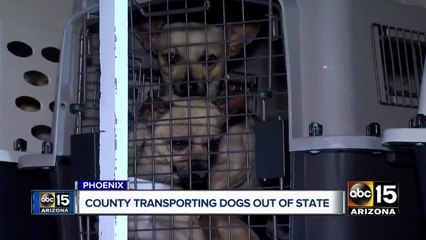 MCACC shipping thousands of dogs to shelters across U.S.