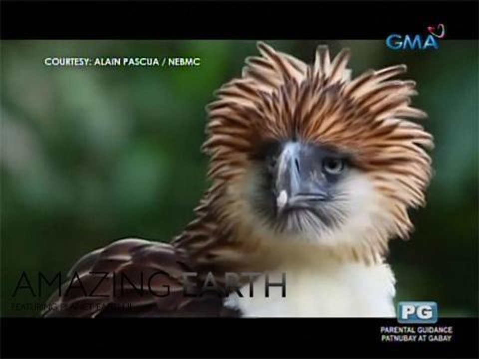 Amazing Earth: Philippine Eagle 101