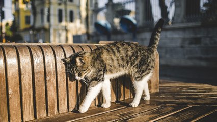 Lo que tu gato quiere decirte con su cola