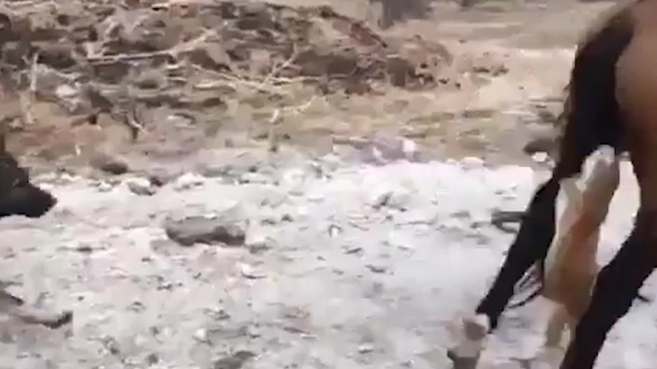 Quand un chat s'accroche à la queue d'un cheval