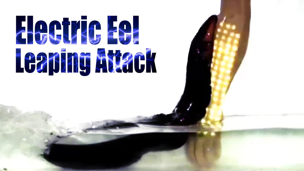 Electric Eel in Action