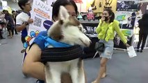 Pampered pooches at Bangkok pet show