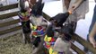 Piglets bottle-fed at Thailand pet show
