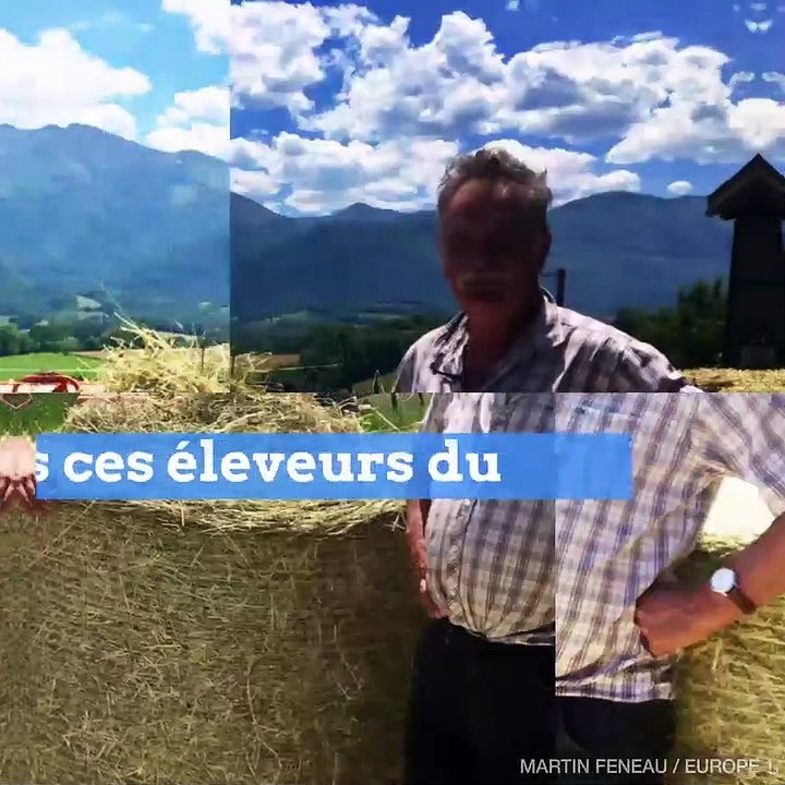 Les "loups" qui attaquent des brebis dans le Béarn sont-ils vraiment des loups ?