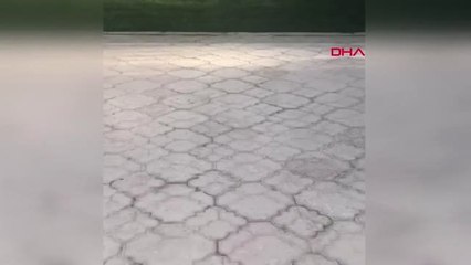 Tekirdağ - Geçtiğimiz Şubat ayında haczedilen Fındık isimli köpeğin arşiv görüntüleri
