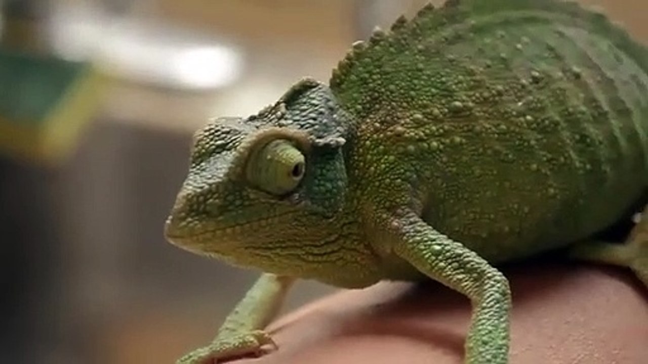 Ce caméléon essaye d'attraper l'eau et se lave les mains