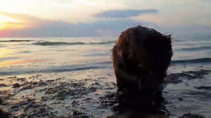 Douche d'un castor dans l'océan au bord de la plage !
