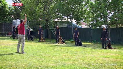 Emniyetin göz bebekleri "özel köpekler"