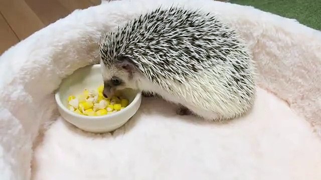 Cet hérisson aime vraiment le maïs. Regardez comment il se régale !