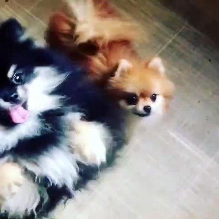 Un chien Chihuahua est très heureux de revoir son maître. Admirez comment il l’accueille !