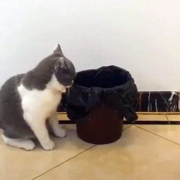 Quand un chat en colère cherche à se cacher à tout prix, voici ce que ça donne !