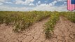 Global food production is already being affected by climate change