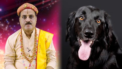 Pet Dog in Astrology: ग्रह दोषों से मुक्ति दिलाता है घर का पालतू  कुत्ता | Boldsky