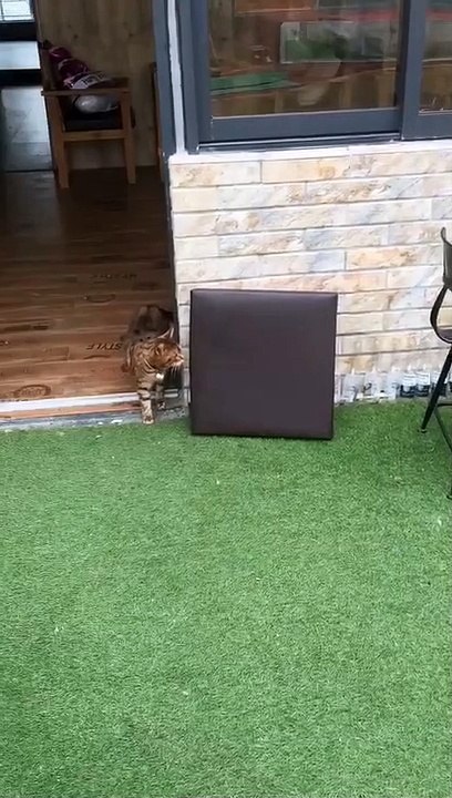 The cat is bited by the rabbit.
