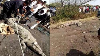 जब गांव में घुसा 9 फीट लम्बा मगरमच्छ, लोगों में मच गई भगदड़