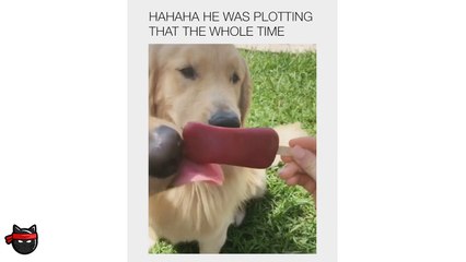 Cute & Funny Dog Videos Of 2019  Dogs Meme Compilation