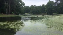 Bruxelles - L'étang du Bois de la Cambre rempli d'algues vertes (vidéo Germani)