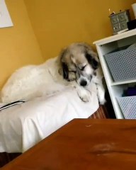 Ce chien vient de se rendre compte qu'i n'est pas comestible. Hilarant !