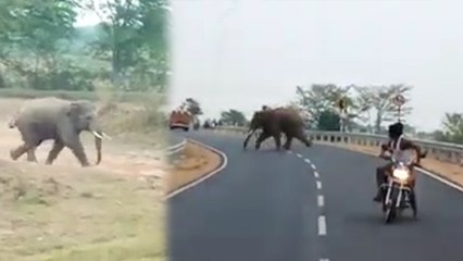 रांची: झुंड से बिछड़कर खेत में पहुंच गया हाथी, लगाता रहा दौड़