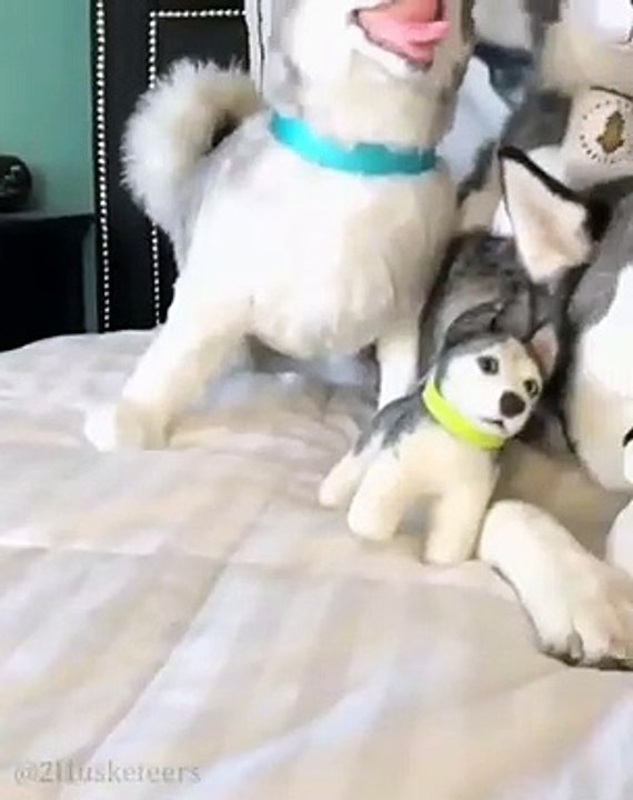 Vous ne saurez pas distinguer les peluches des vrais chiens. Essayez !