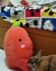 Quand on offre à son petit lapin une énorme carotte en peluche. A mourir de rire !
