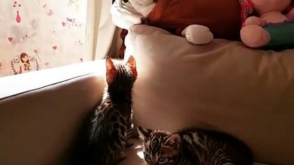 Admirez ces chats sdf qui ne veulent qu’être adoptés. Émouvant !