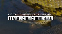 Une femelle anaconda s'est autofécondée et a eu des bébés toute seule