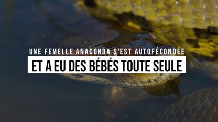 Une femelle anaconda s'est autofécondée et a eu des bébés toute seule