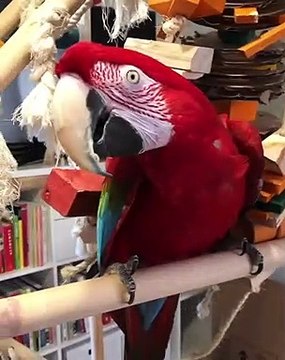 Ecoutez les ricanements de ce sublime perroquet. Trop cute !