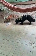 Un chien joue avec un rat mort