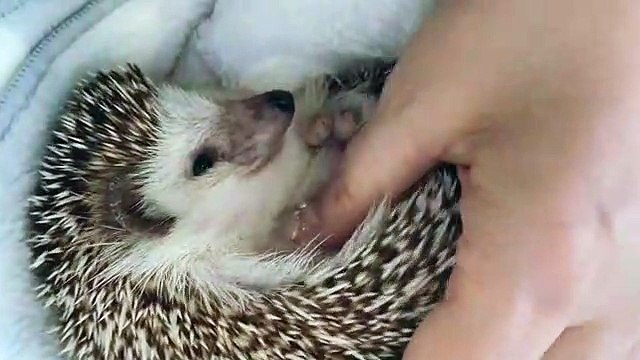 Cet hérisson adore quand on lui masse le ventre. Regardez sa réaction !