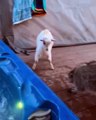 Quand un raton-laveur se bat avec un bébé chèvre. A mourir de rire !