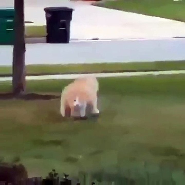 Ce chat est vraiment énorme. Vous n'allez pas en croire vos yeux !