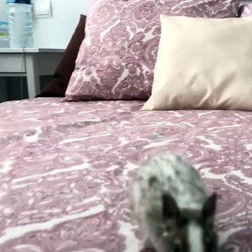 Ce Dègue du Chili est un rongeur qui court comme un cochon. Regardez !