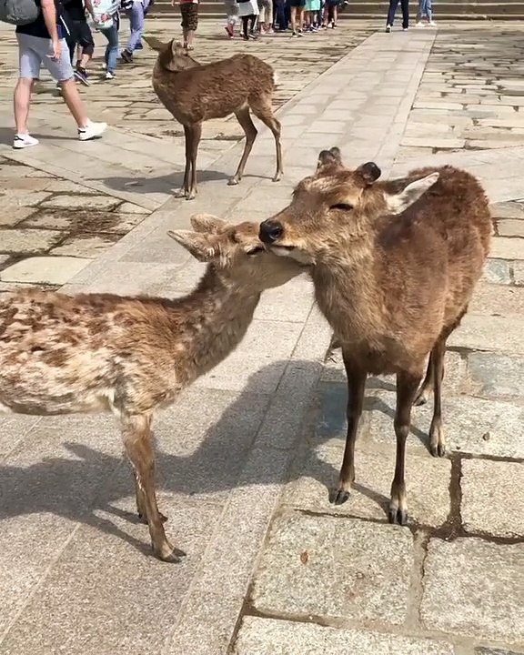 Quand deux cerfs sont amoureux, voici ce que ça donne. Trop mimi !