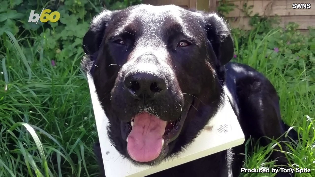 Puzzled Pooch Needs Rescuing After Getting Head...