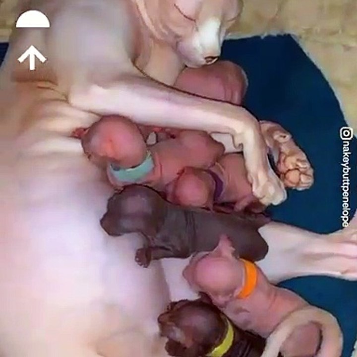 Ces bébés chats phœnix sont Trop beaux. Vous allez les adorer si vous regardez ceci !