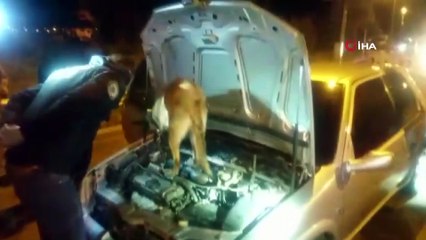 Ankara Narkotik'ten uyuşturucu tacirlerine geçit yok