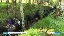 Ariège : la transhumance des chevaux Mérens