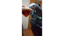 Çay İçine  Ve Kırmızı Erik Yiyen Jako Papağanı