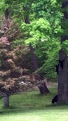 Mama Bear Waits for Her Cubs