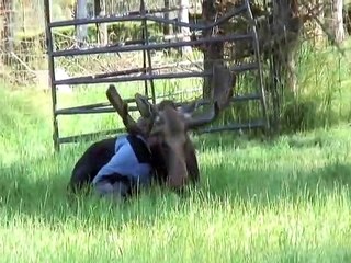 Amitié incroyable entre un élan et une jeune femme