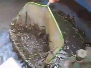 Regardez ce qu'il va trouver au fond de cette cuve... Horrible