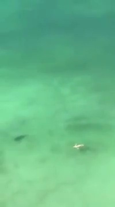 Alors qu'elle nage en mer, elle se rend compte qu'un requin la suit