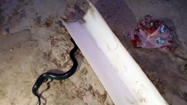 Un serpent donne naissance à des petits serpents... Impressionnant
