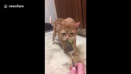 Picky Canada kitten gags after licking and sniffing sour pickle
