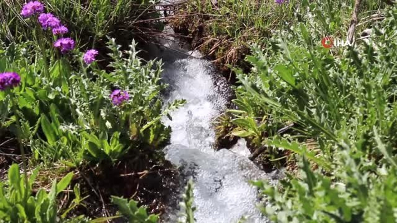 Terpink yaylayasında bahar mevsimi görsel şölen sunuyor
