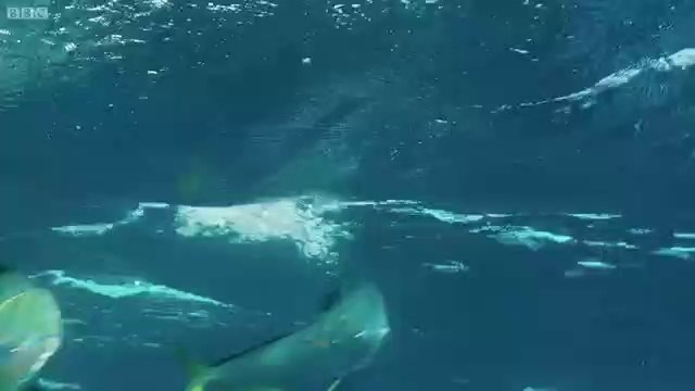 Flying Fish Picked Off From Above And Below - The Hunt - BBC Earth_2