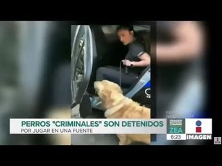Detienen a perros criminales en la CDMX | Qué Importa