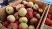 Farmers' Market Tips: Best Apple Varieties for Eating and Baking